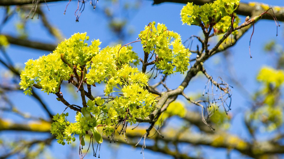 Pointed Maple( Acer platanoides)Norway maple in springBasieB