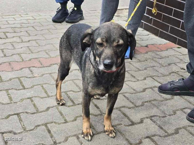 Przywiązał psa stalową linką do samochodu- oswobodzony  zwierzak doprowadził policjantów do swojego oprawcy.