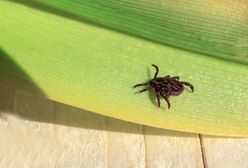 Atak kleszczy. Są już nawet w miastach