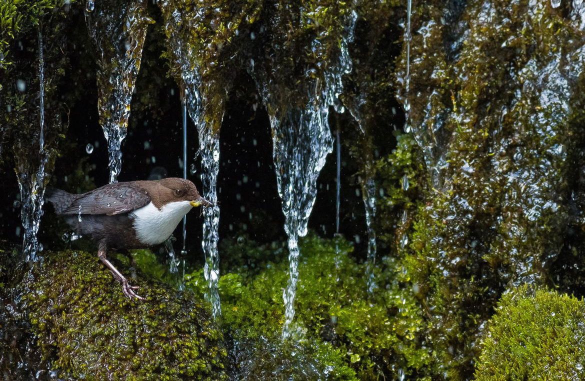 Oto najlepsze zdjęcia przyrodnicze z Europy. Zobaczcie fotografie zwycięzców konkursu GDT European Wildlife Photographer of the Year 2017 24
