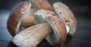 Wielkopolska: Najlepsze miejscówki na borowiki w regionie
