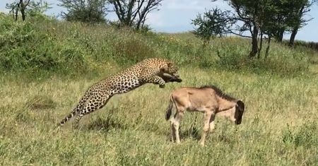 Zaskoczony lampart i małe gnu. Niezwykłe nagranie przewodnika z Tanzanii
