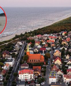 Niezwykli "goście" na plaży. Niedaleko odpoczywali plażowicze