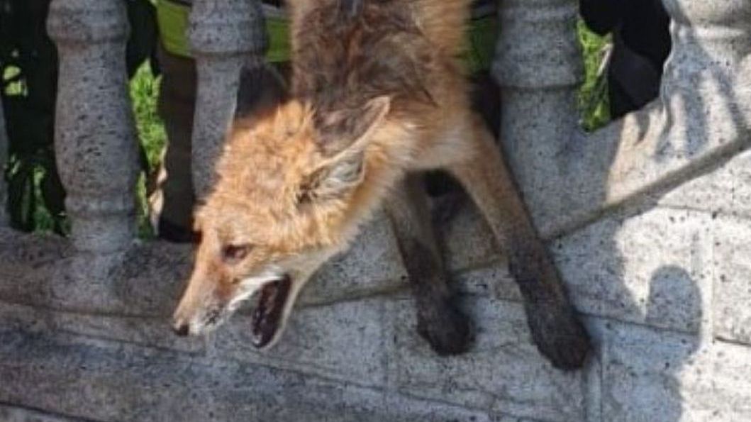 Opole. Bezradny is zaklinował się w płocie