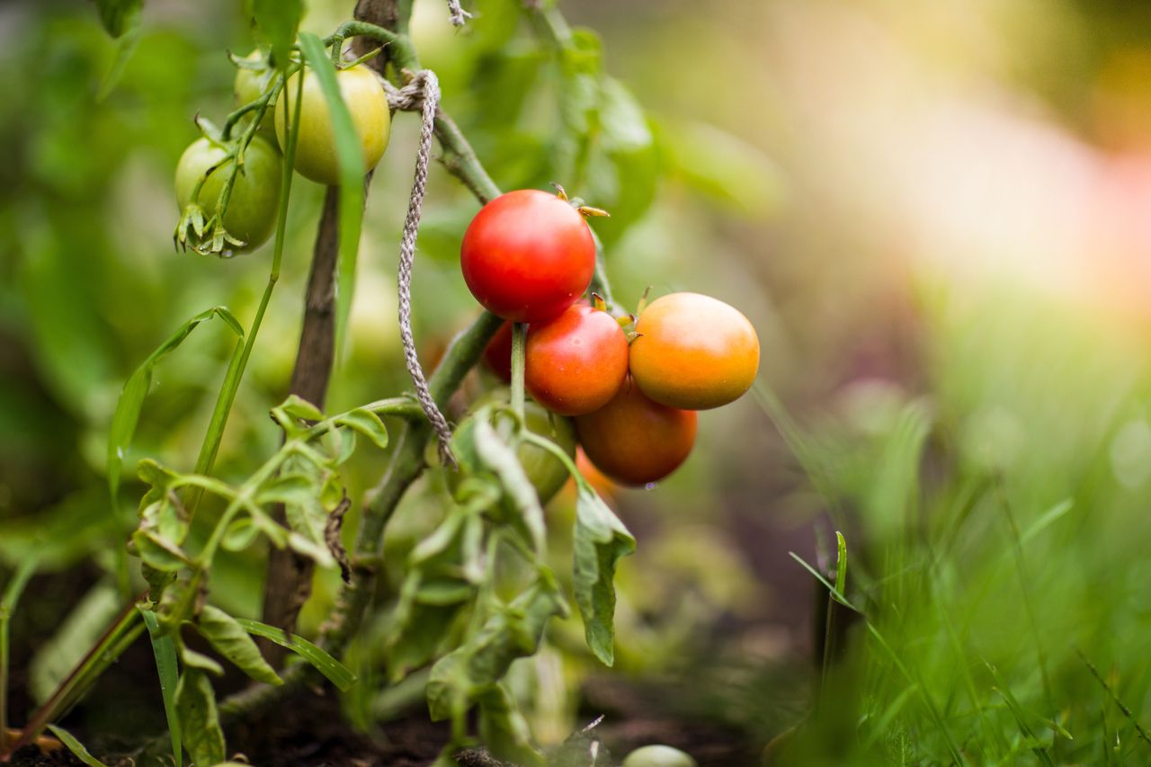 What should you fertilise tomatoes with to enjoy abundant crops?