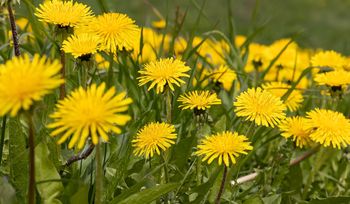 Zaraz zacznie kwitnąć. Tępimy go, a jest cenną rośliną leczniczą