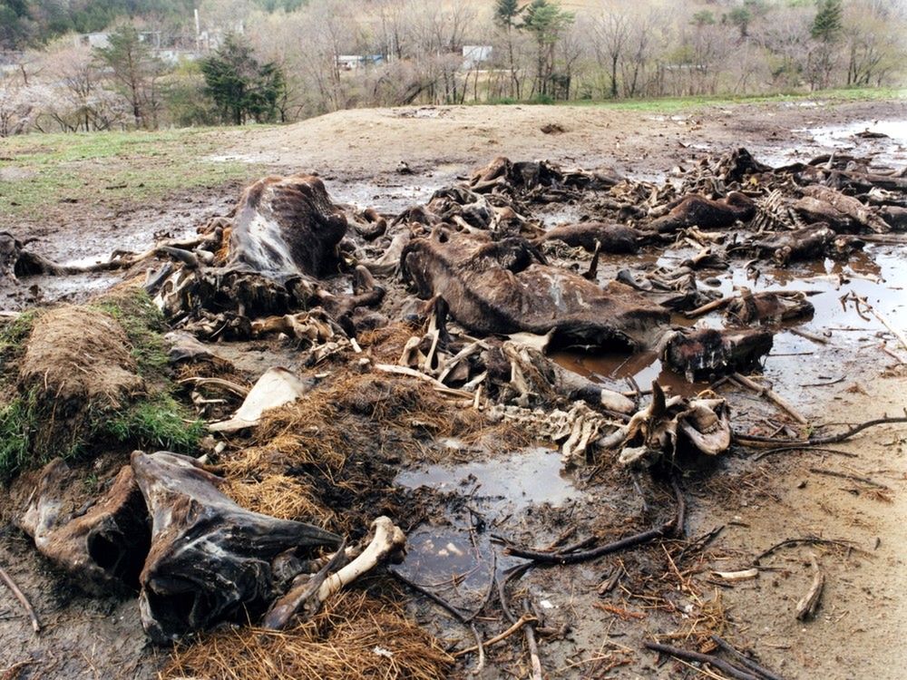 Zagubione w Fukushimie - postapokaliptyczny cykl zdjęć z Fukushimy 11