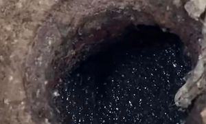 Wlej do odpływu, nim złożą jaja. Inaczej będą w całym domu