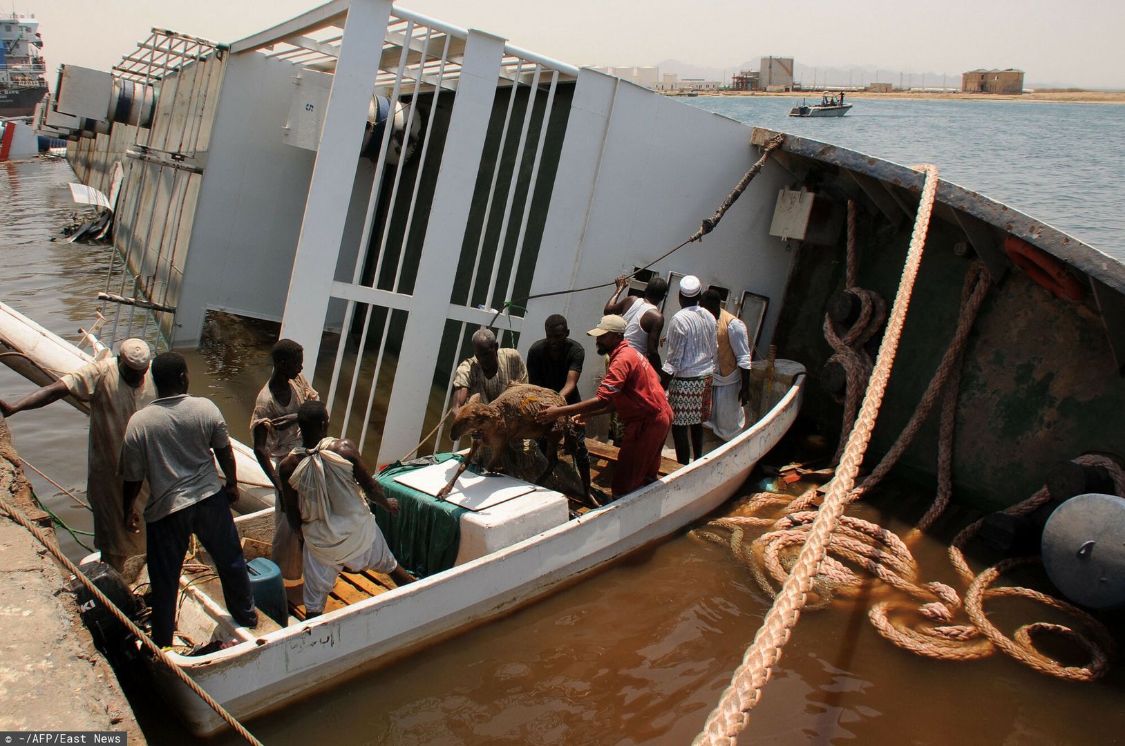 TemporarySheep are rescued after the ship Badr 1 crammed with thousands of animals, sank in Sudan's Red Sea port of Suakin, drowning most animals on board, on June 12, 2022. - The livestock vessel was exporting the animals from Sudan to Saudi Arabia when it sank after several thousand more animals were loaded on board than it was meant to carry. (Photo by AFP)-