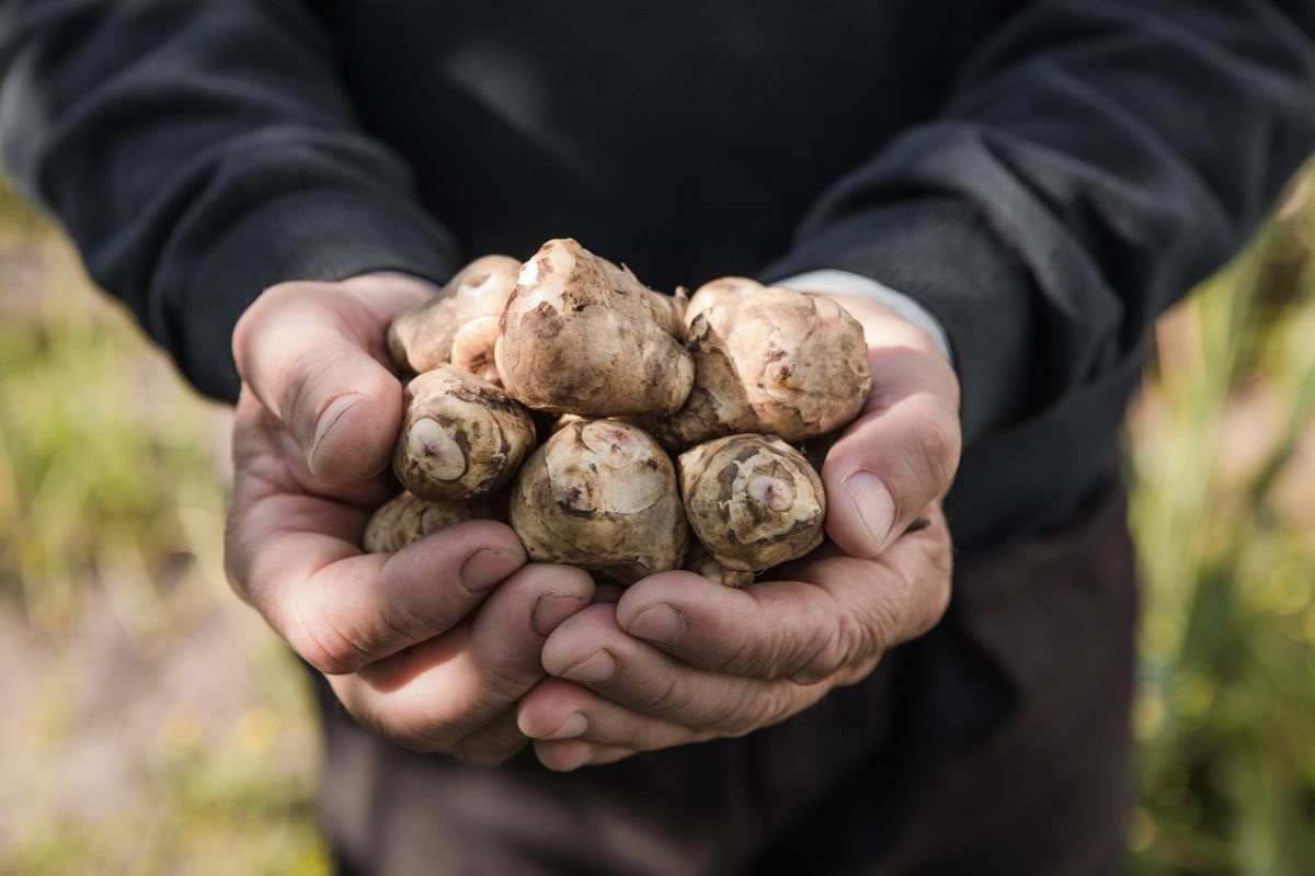 Jerusalem Artichoke