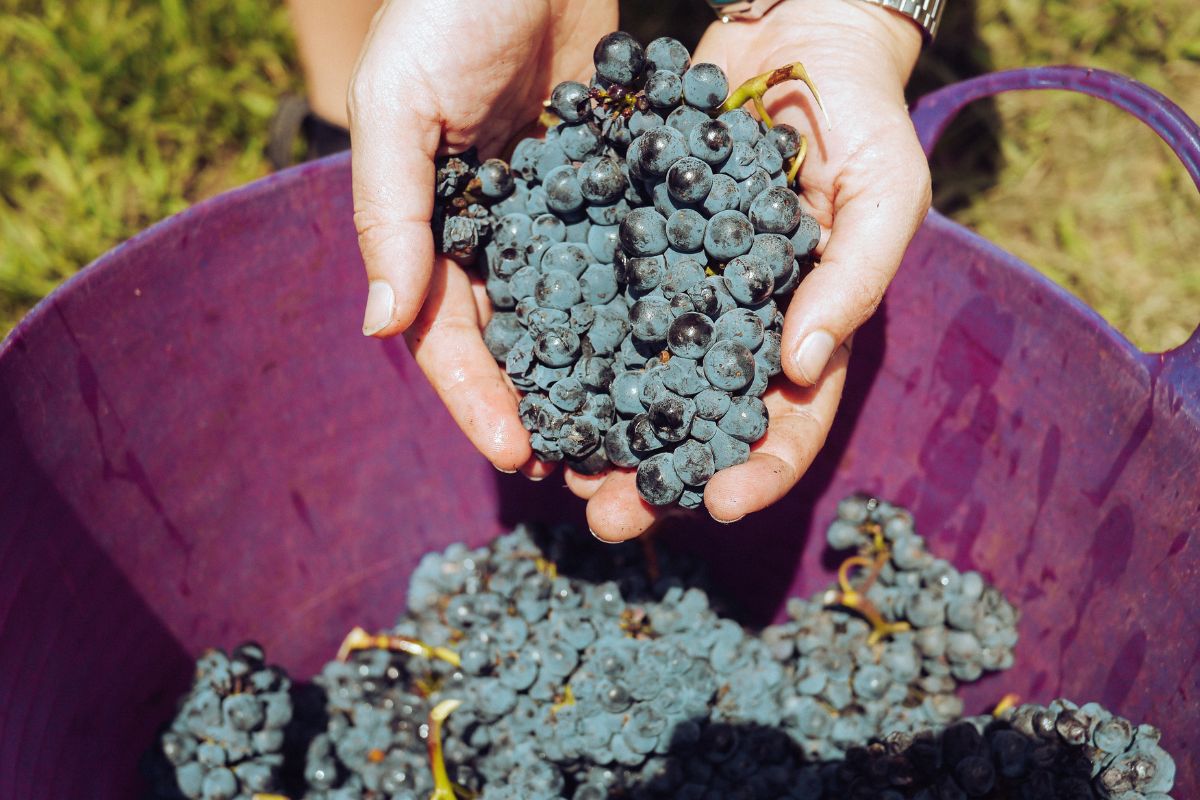 Why is it worth eating dark grapes?