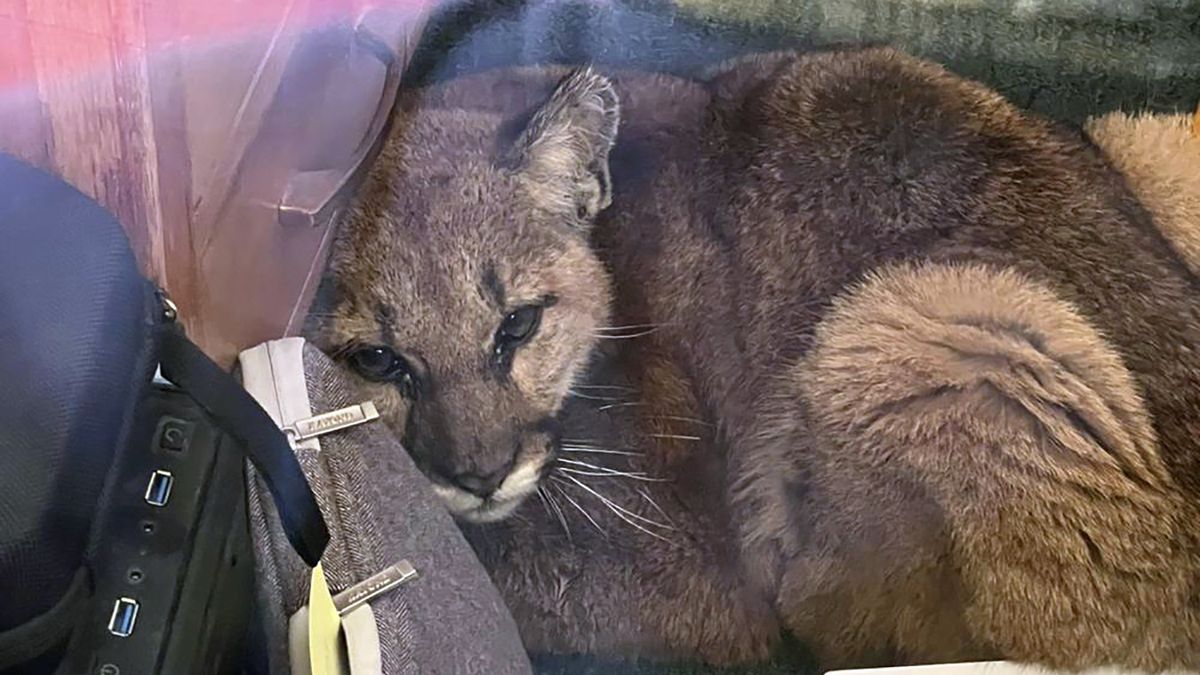 Puma weszła do jednej z sal lekcyjnych