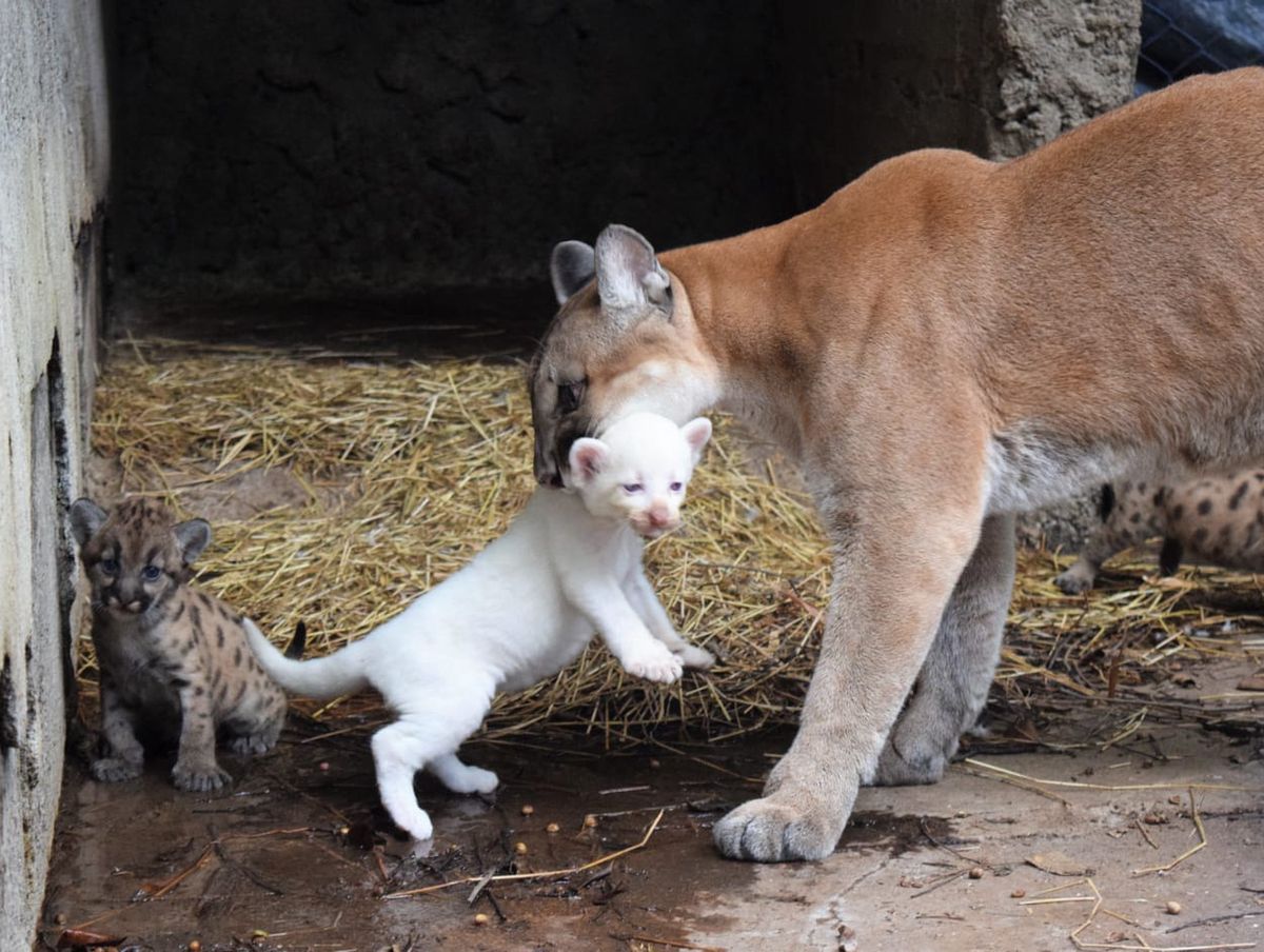 Biała puma to rzadki przypadek 