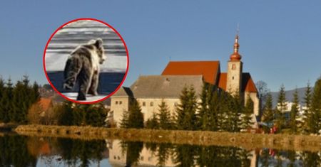 Atak niedźwiedzia na Słowacji. Służby dostały polecenie