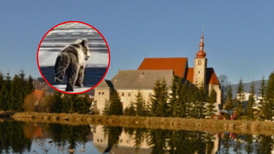 Atak niedźwiedzia na Słowacji