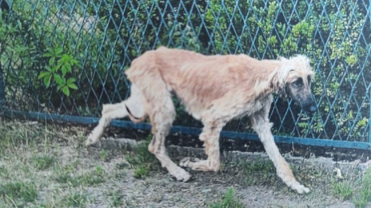 Psy były wychodzuone.