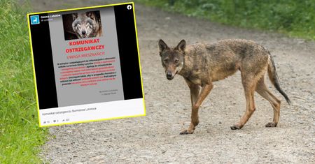 Wilki zagryzły bydło. Burmistrz ostrzega mieszkańców