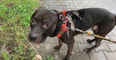 Wrocław. Amstaff oblany żrącym płynem. Sadysta mścił się na nim, by ukarać partnerkę