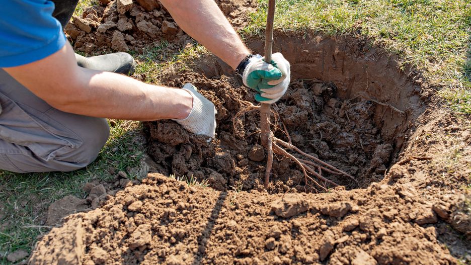 Trzeba na to bardzo uważać sadząc drzewa przy granicy
