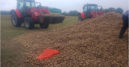 To z jego pola zebrali 150 ton ziemniaków. "Zgłaszamy do prokuratury"