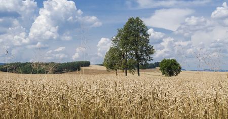 Wstrząsający finał grzybobrania. Kobieta zginęła w straszliwy sposób