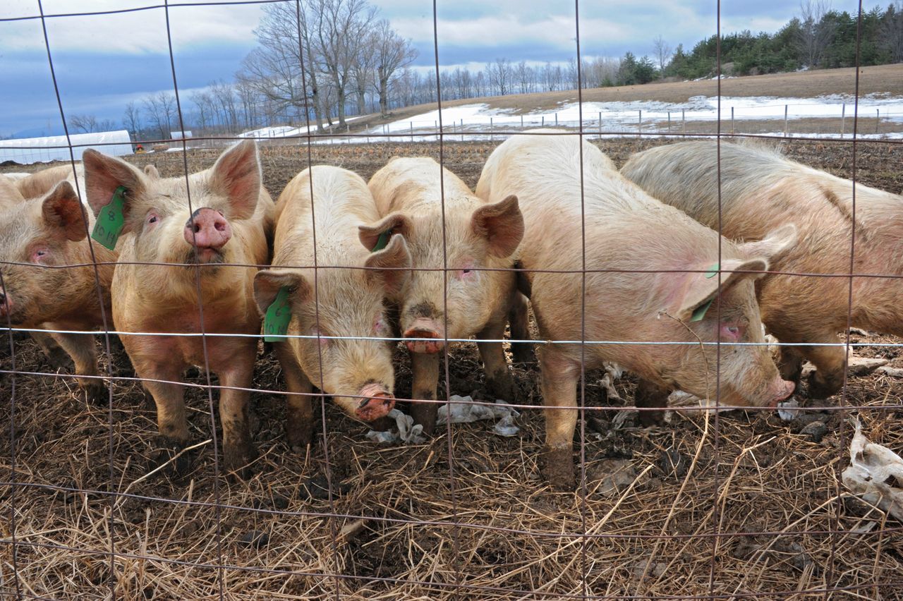Zwierzęta i produkty z Węgier nie wjadą do Polski. Zakaz na granicy