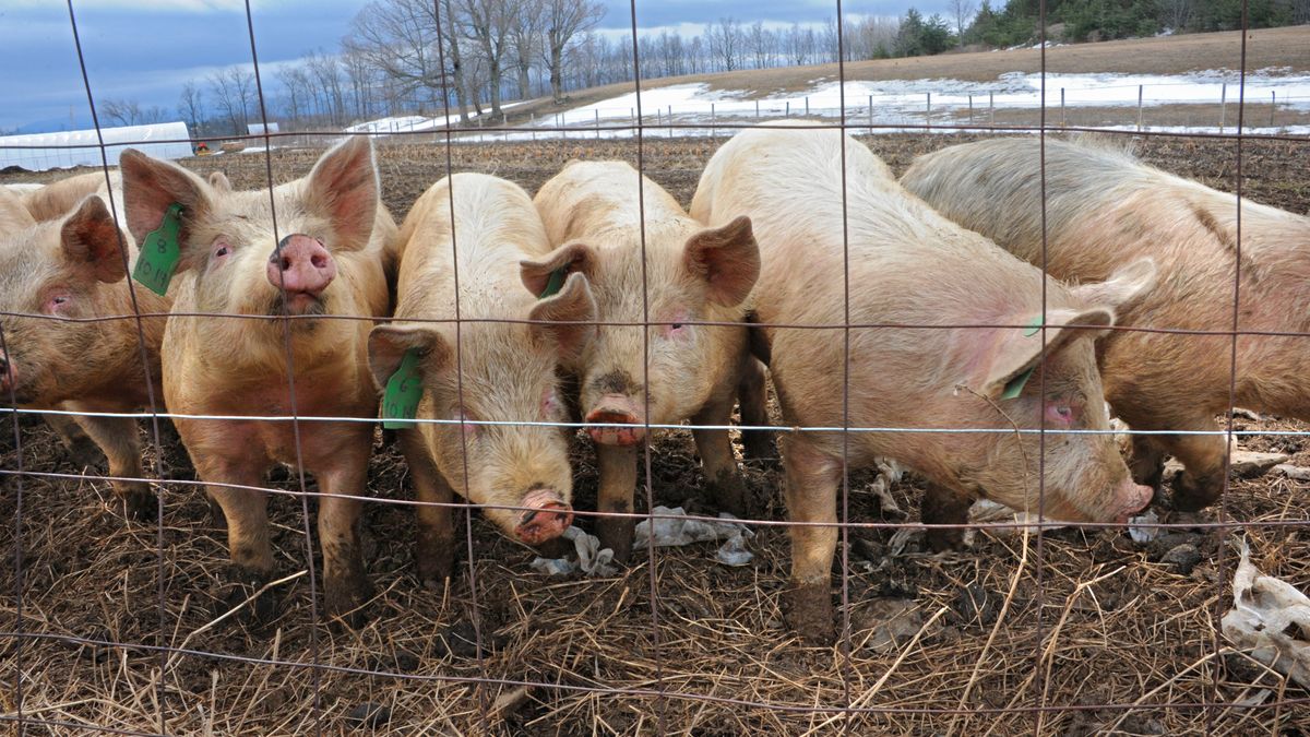 Pigs are seen at Eight Mile Creek Farm on Friday, April 3, 2015 in Duanesburg, N.Y. Eight Mile Creek Farm is an organic farm. (Photo by Lori Van Buren/Albany Times Union via Getty Images)