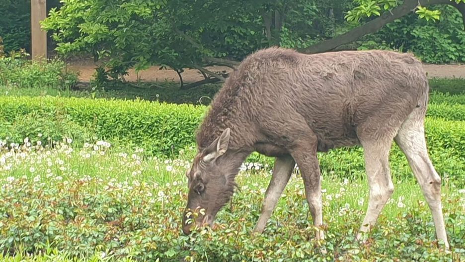 Warszawa. Olbrzym w Parku Skaryszewskim. Łoś uratowany.