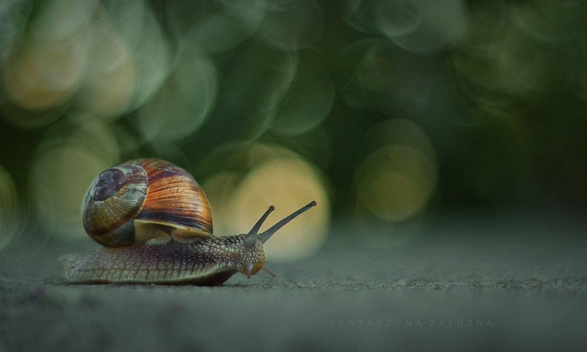 Kasia wykorzystuje w swojej fotografii makro manualny obiektyw 50 mm z korpusem Nikon D3100. Mimo tego że szkło ma już swoje lata i jest trochę rozklekotane, wciąż daje radę. Fotografka usunęła z niego przysłonę i dostosowała do swoich potrzeb. Mimo zakupu nowego szkła, Kasia postanowiła zostać przy starym wysłużonym Pentaconie, który pozwala jej na osiągnięcie malarskiej estetyki. To, co widzicie w jej zdjęciach, to magia tego obiektywu, a nie zasługa postprodukcji.