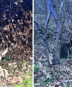 Niecodzienna interwencja policji. Zatrzymano "egzotycznego turystę"