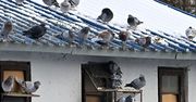 Tarnobrzeg: Dramat gołębi głośny w całej Polsce