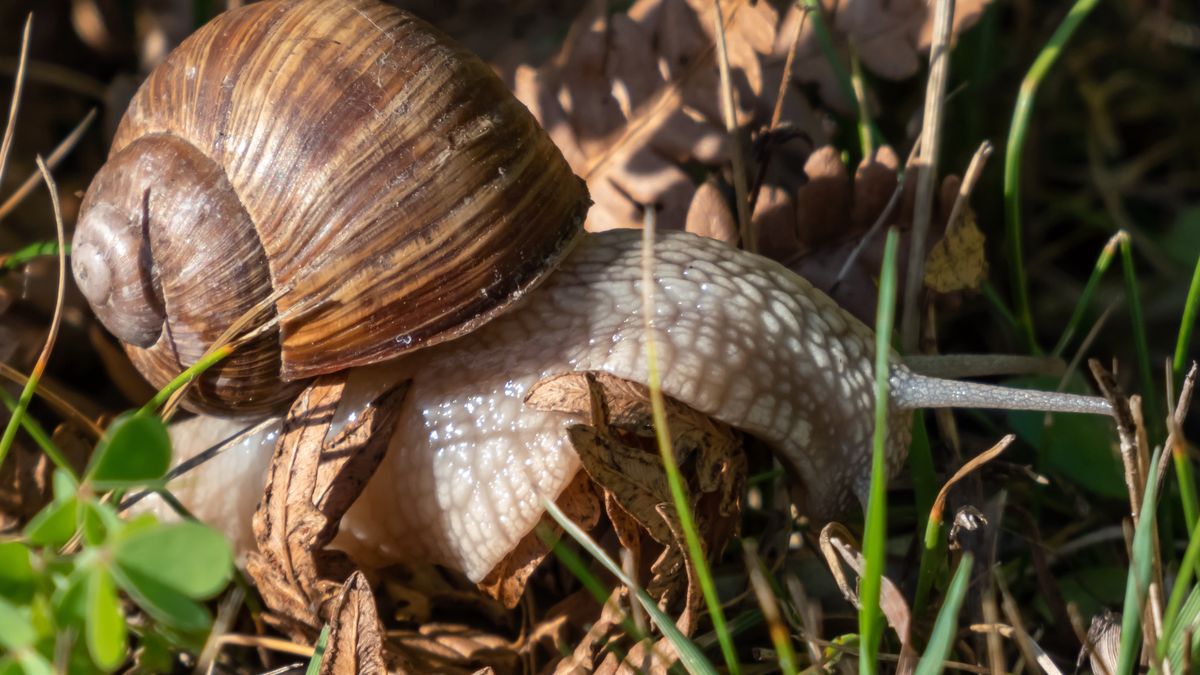 Close-up shot of the Roman snail or Burgundy snail (Helix pomatia) crawling on ground. One of Europe's biggest species of land snailAnimal, Helix pomatia, Roman, Wildlife, antenna, bite, brown, close-up, crawling, creature, escargot, fauna, garden, green, habitat, invertebrate, land snail, large, leaf, mollusc, mollusk, nature, outdoors, pest, single, slime, slimy, slow, slug, spiral, summer, white, whorls, wild, animal, helix pomatia, roman, wildlife, antenna, bite, brown, close-up, crawling, creature, escargot, fauna, garden, green, habitat, invertebrate, land snail, large, leaf, mollusc, mollusk, nature, outdoors, pest, single, slime, slimy, slow, slug, spiral, summer, white, whorls, wild
