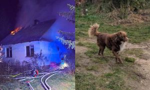 Pies czeka na właściciela, który zginął w pożarze. W sieci poruszenie