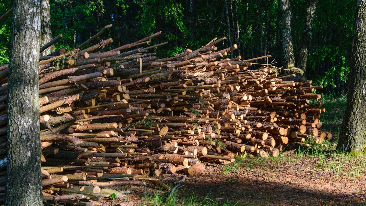 chrust, suche patyki, drewno, pryzma, stos, drewniane, las, sosna, naturalny, drzew, smog, opalane drewnem, ogrzewanie, chrust plus, ogrzewany, wysuszone, tartak, kominkowe, do kominka, efekt cieplarniany, brushwood, dry sticks, wood yard, wood, prism, pile, firewood, cut, wooden, building materials, fuel, environment, wood-fired, stacked, heated, dried, sawmill, fireplac, greenhouse effect