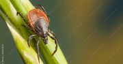 Naturalna ochrona przed komarami i kleszczami – co działa bez chemii?