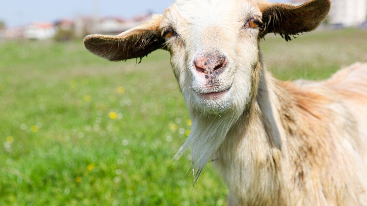 Ukraińska koza zadała Rosjanom poważne straty
