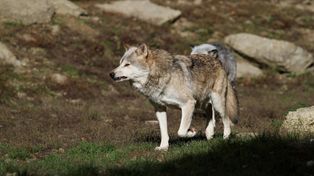 W Harcie koło Dynowa wilki w ostatnim czasie zagryzły już trzy psy