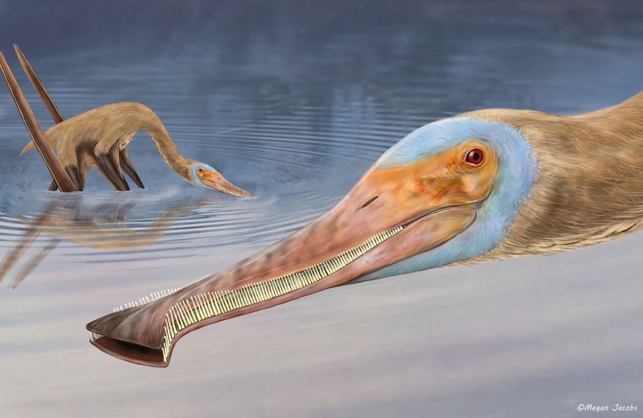 Odkryto nowy gatunek pterozaura. Miał setki maleńkich zębów