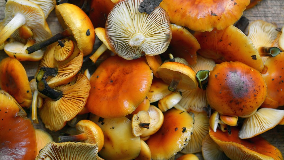 Wiosenne grzyby jadalne w maju – gdzie ich szukać w polskich las