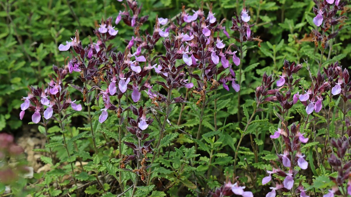 Ożanka właściwa wytrzymuje spadki temperatury nawet do -30°C