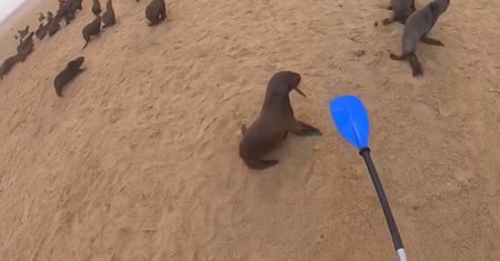 Niezwykła akcja ratownicza na plaży w Nambii