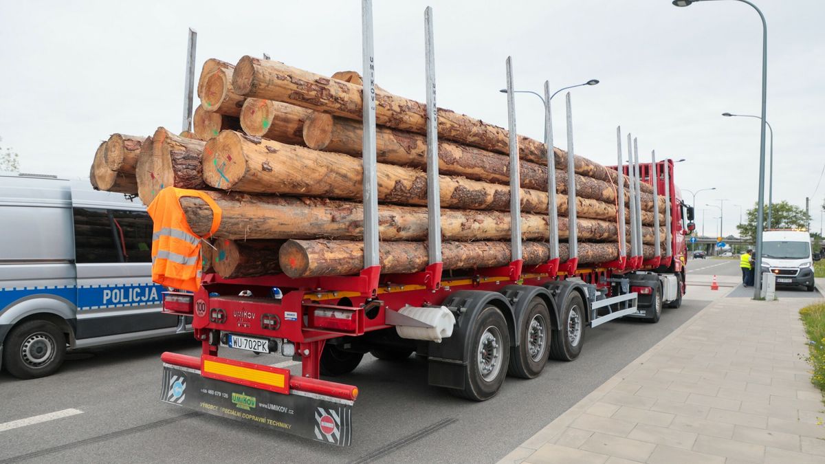 Lasy Państwowe podały, że w latach 2019-2023 z Polski wyeksportowano ok. 14 mln ton nieprzetworzonego drewna