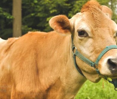 Żywiec. Mimo że na emeryturze, wciąż jest atrakcją parku przy Pałacu Habsburgów