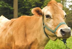 Żywiec. Mimo że na emeryturze, wciąż jest atrakcją parku przy Pałacu Habsburgów