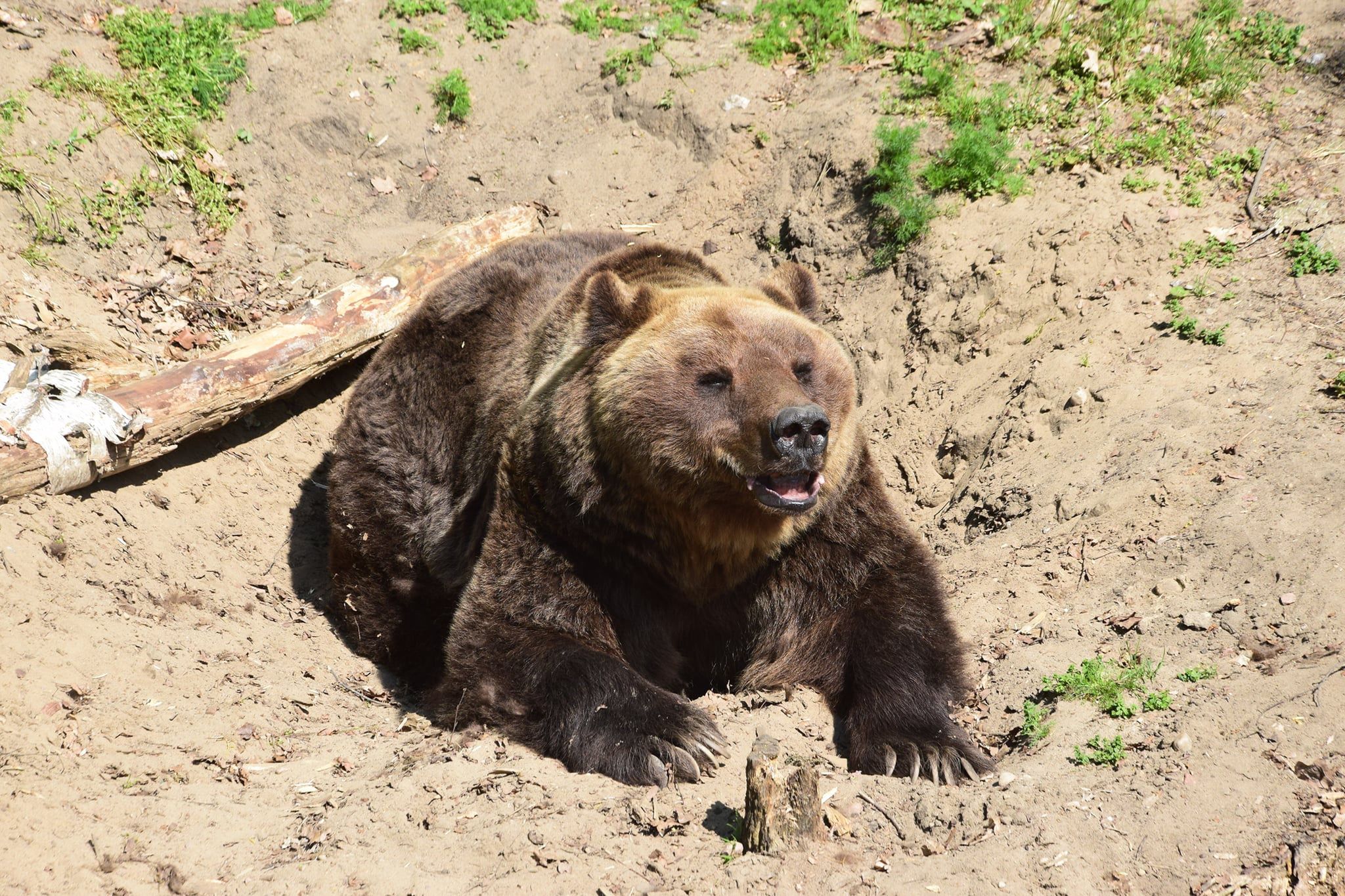 To pierwszy taki wyrok w Polsce. Znęcali się nad niedźwiedziem Baloo