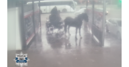 Umyli konia na myjni samochodowej [VIDEO]