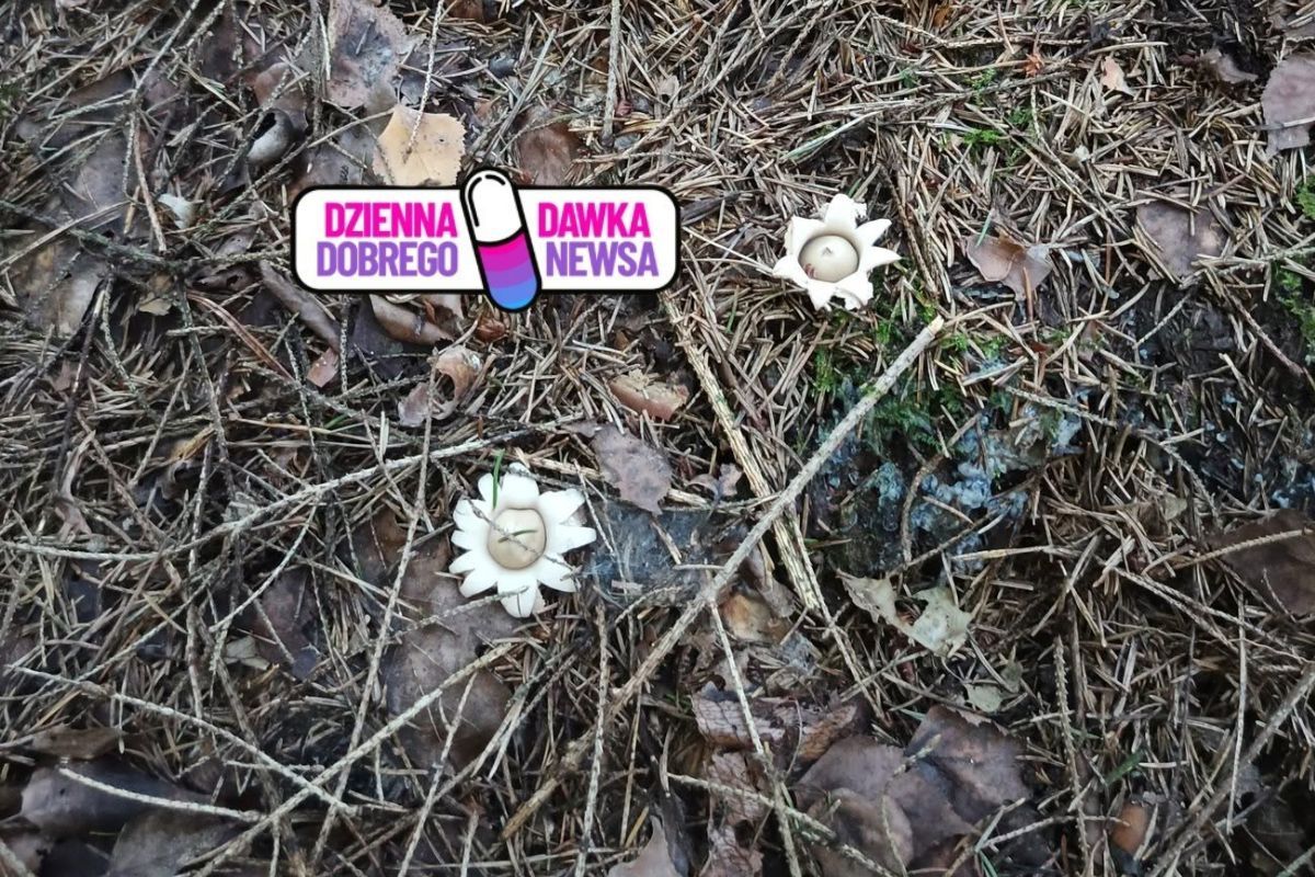 Niezwykłe odkrycie w lesie. Wygląda jak z innej planety
