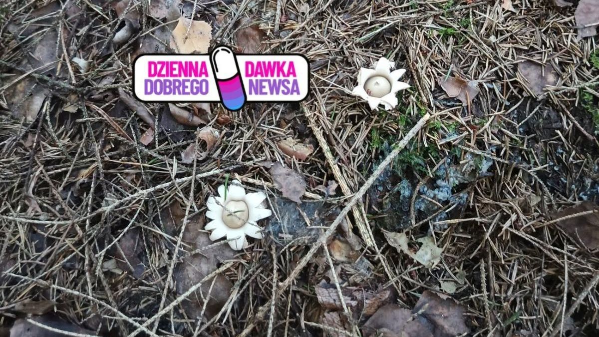 Niezwykłe odkrycie w lesie