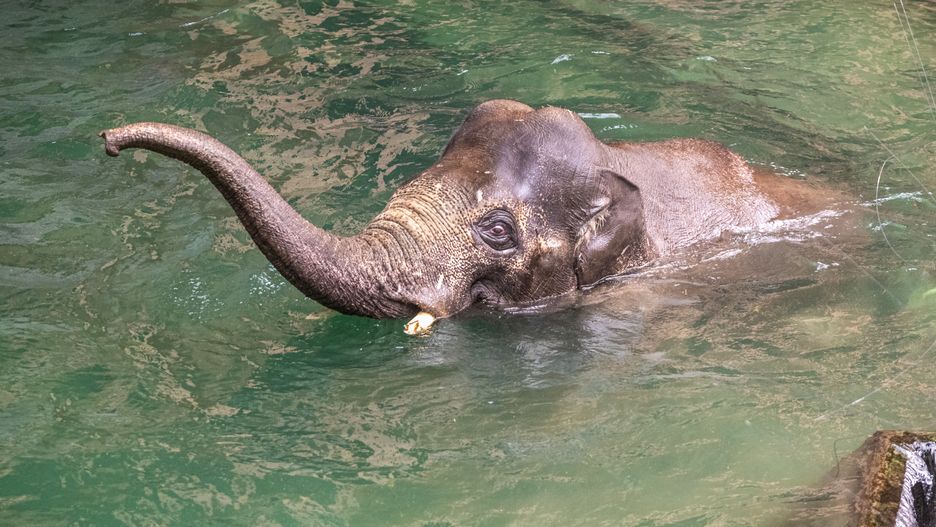 Nowy słoń chętnie korzysta z basenu na swoim wybiegu 