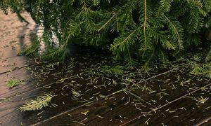 Nagminny błąd z choinką. Do świąt zgubi wszystkie igły